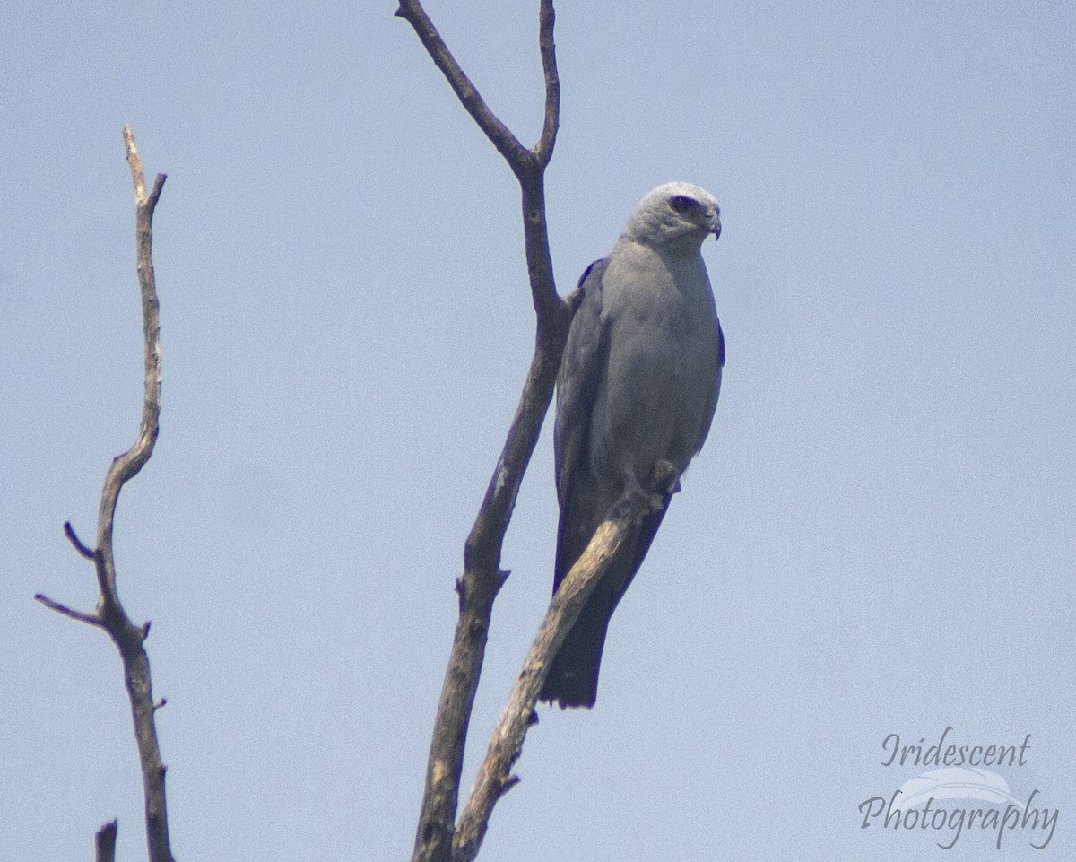 mississippiglente - ML647059909