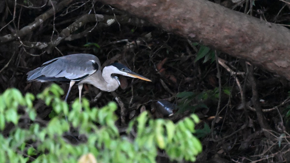 cocoihegre - ML647059910