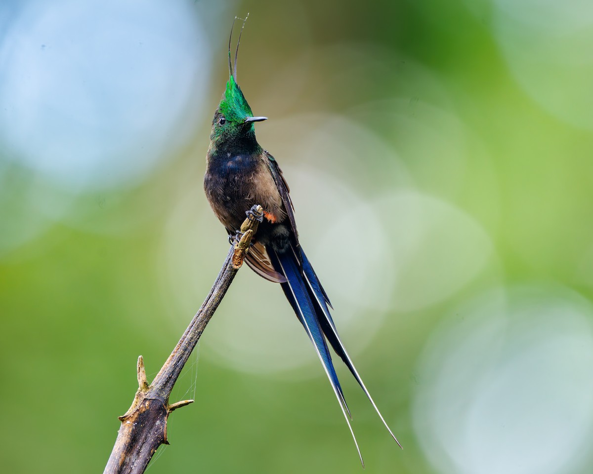 topptrådstjert - ML647059911