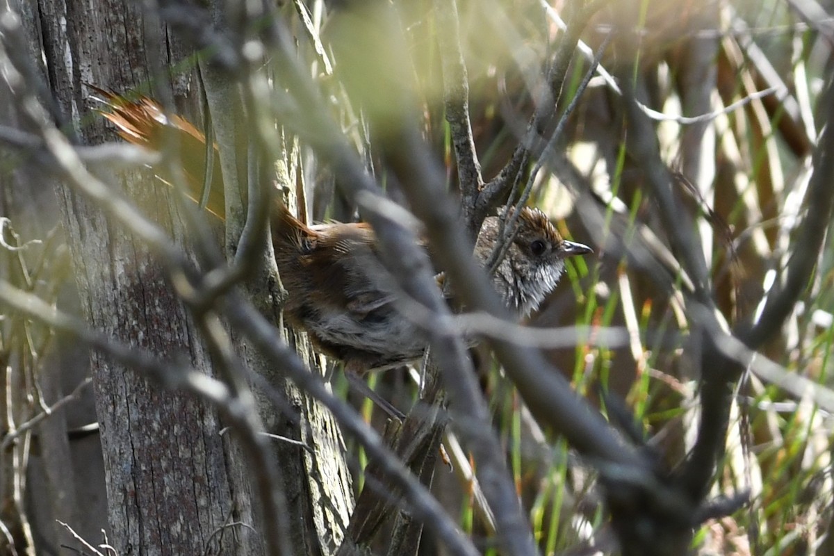 østbørstefugl - ML647059912