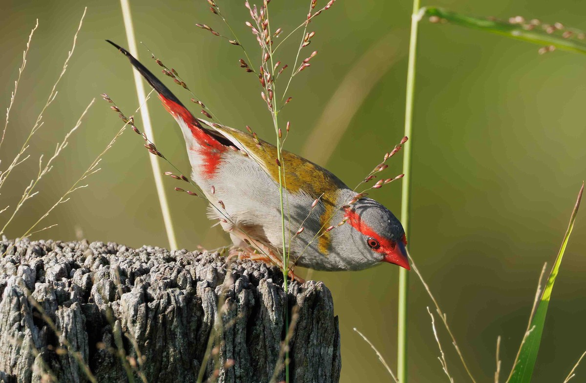 rødbrynastrild - ML647059913