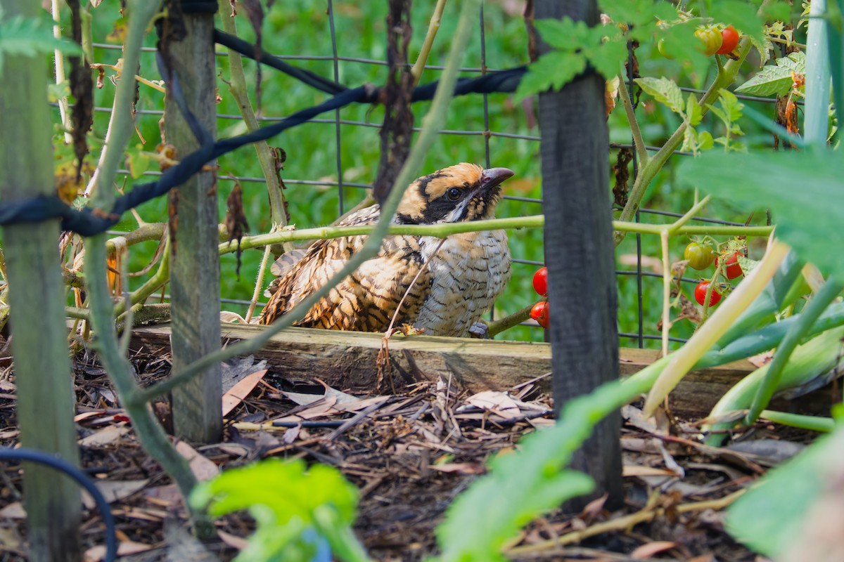 grånebbkoel - ML647059914