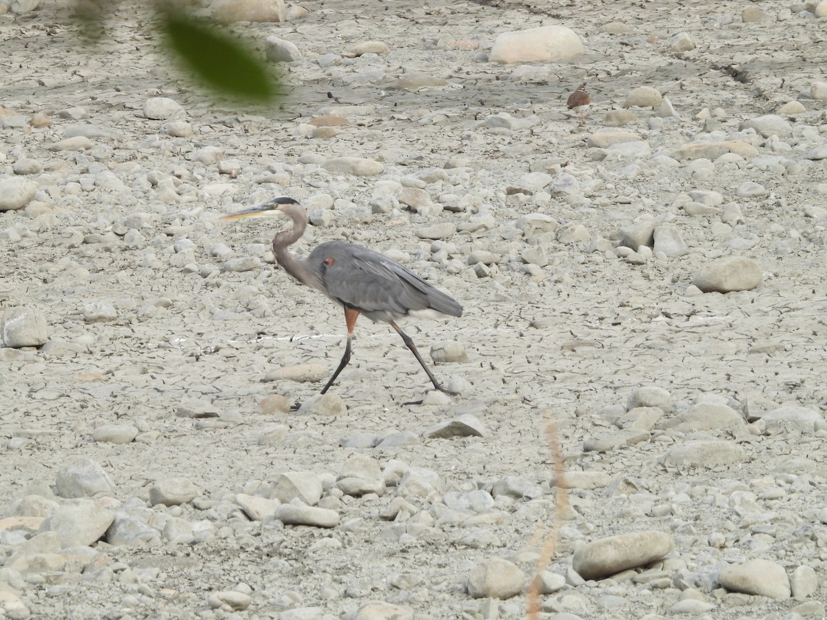 herodiashegre - ML647059916