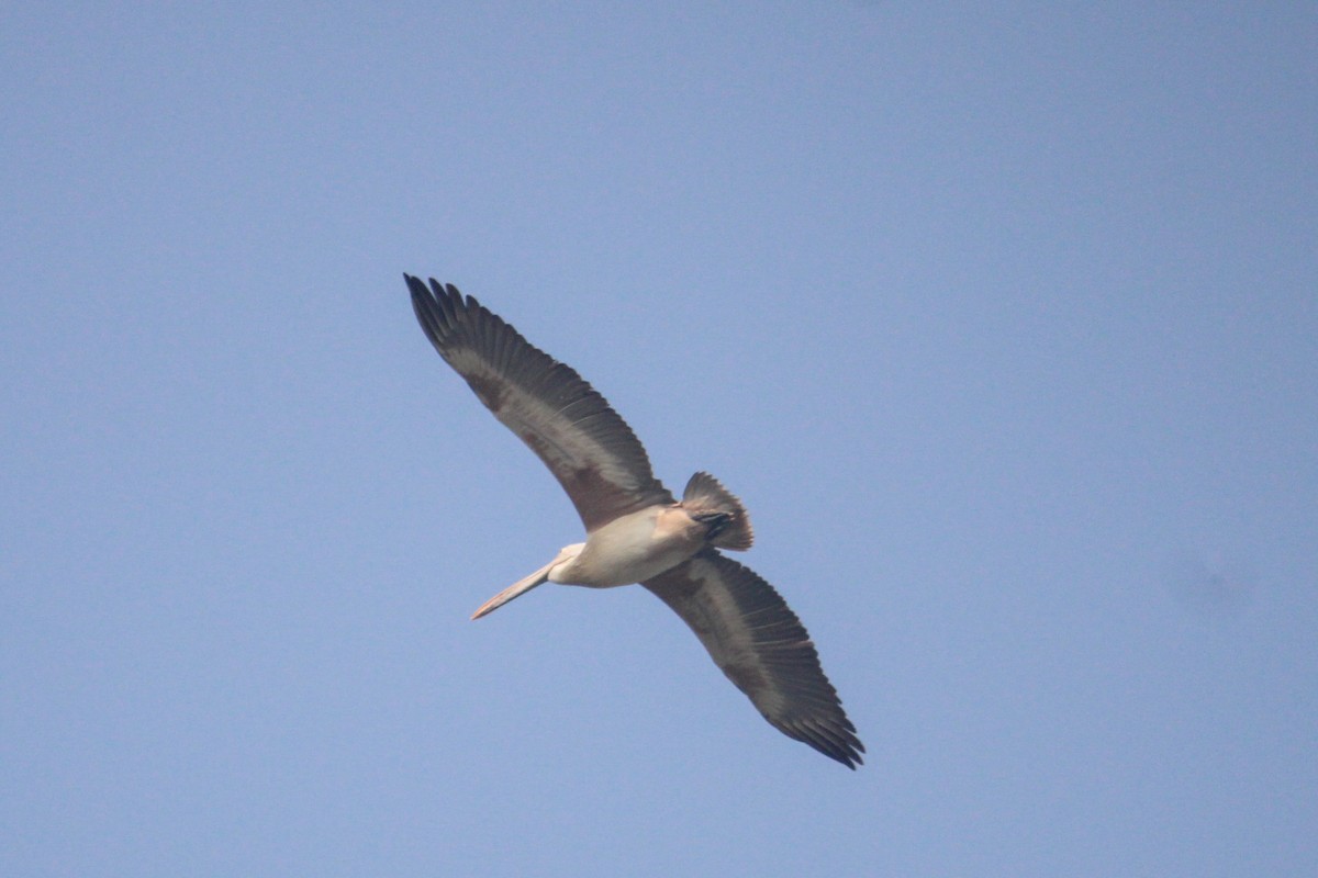 flekknebbpelikan - ML647059919