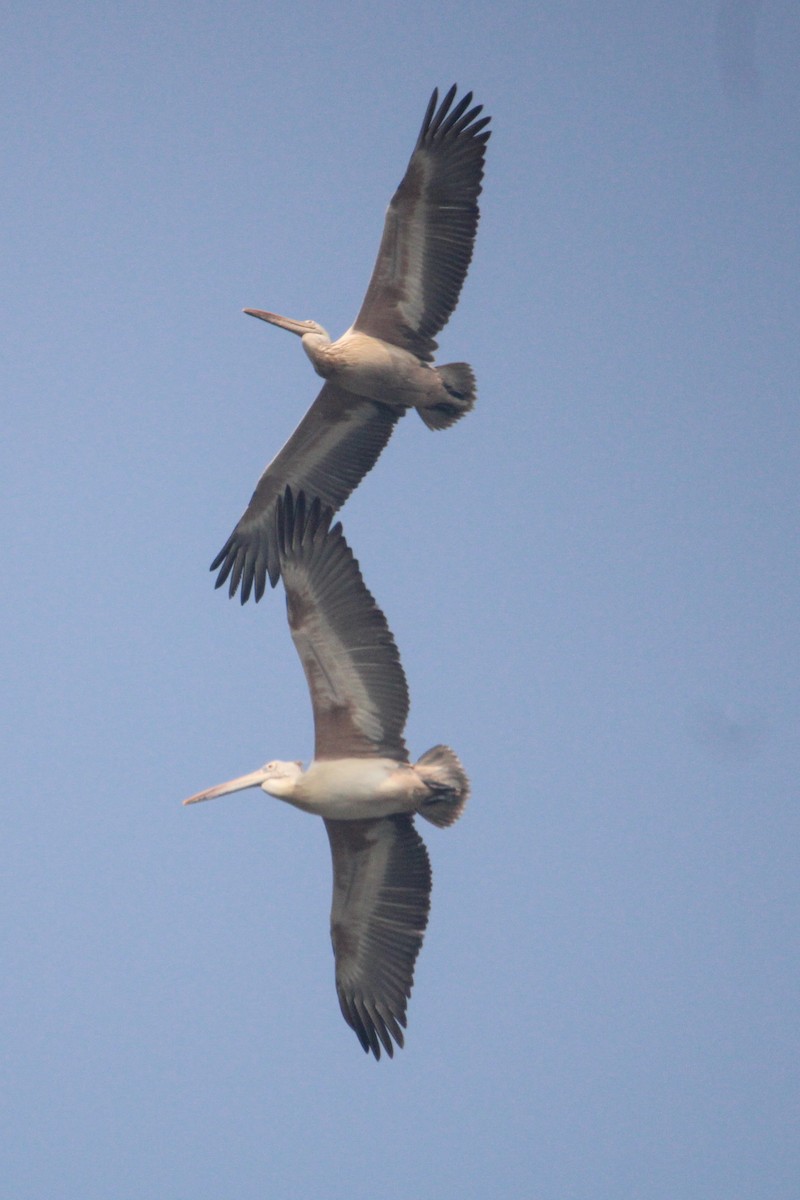 flekknebbpelikan - ML647059920