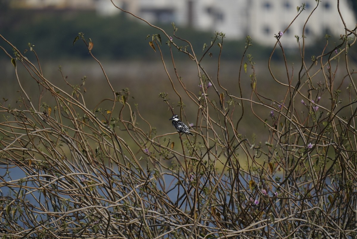 terneisfugl - ML647059921