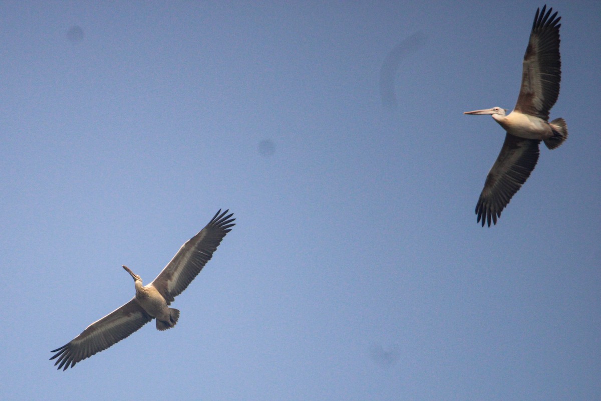 flekknebbpelikan - ML647059922