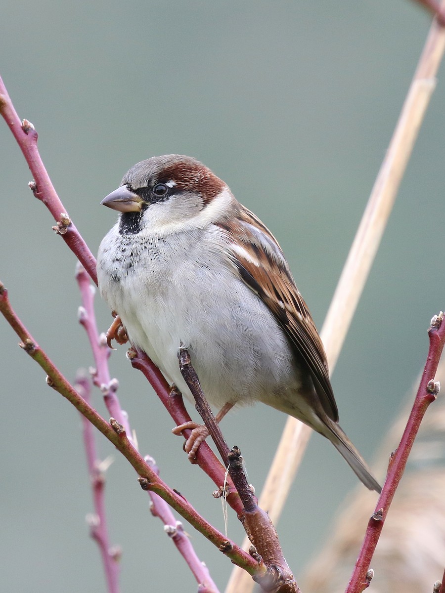 gråspurv - ML647059923