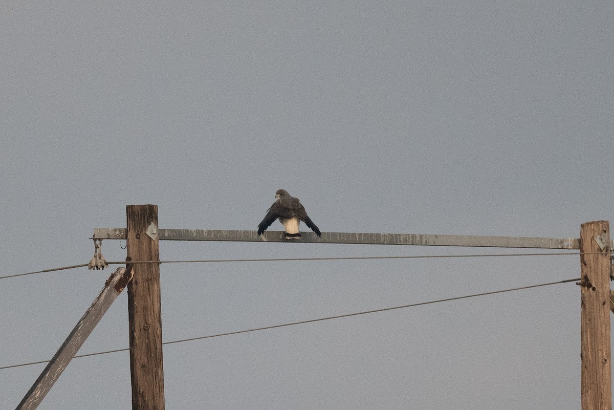 hvitstjertvåk - ML647059924