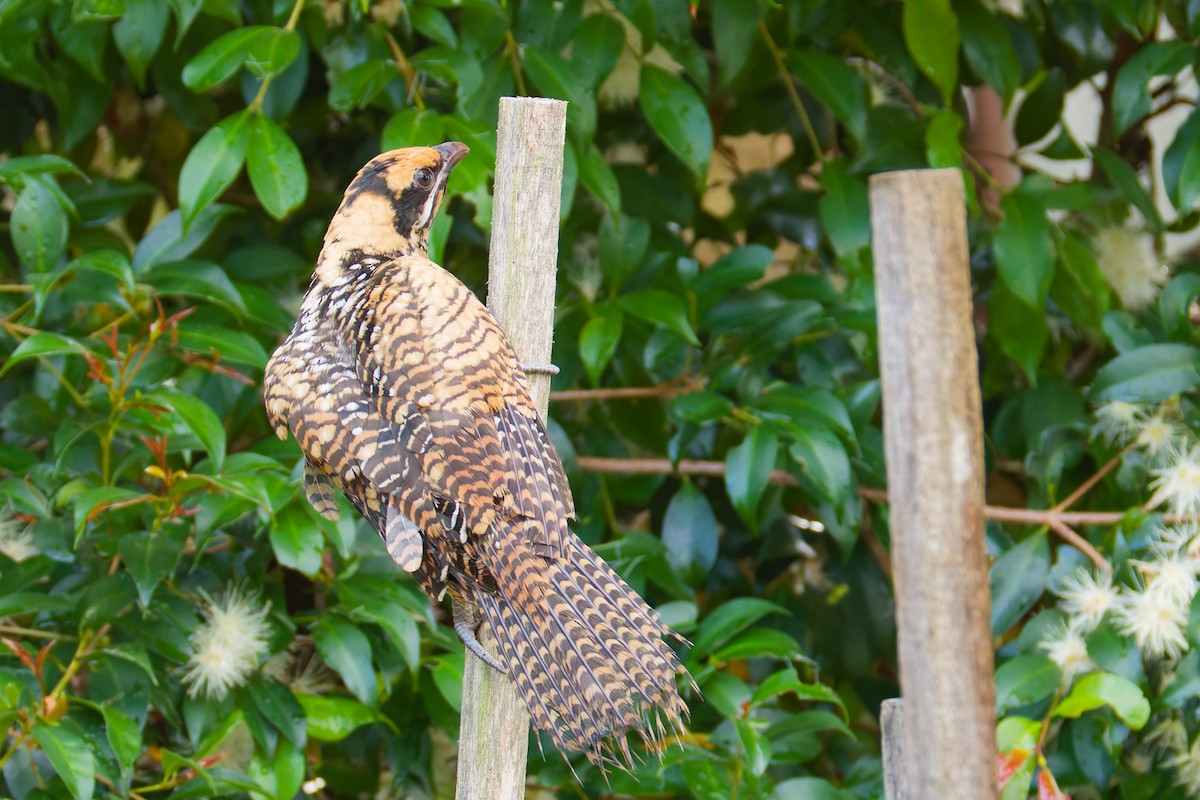 grånebbkoel - ML647059925