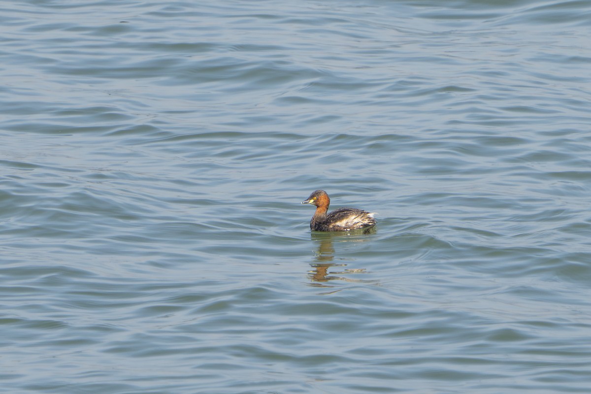 dvergdykker - ML647059926