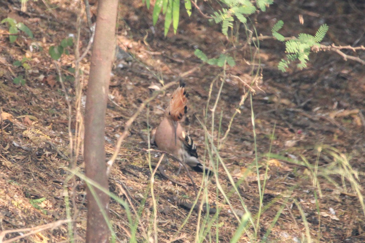 hærfugl - ML647059927