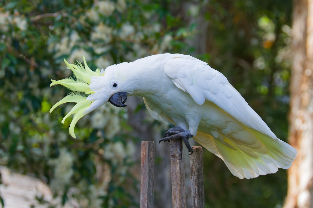 gultoppkakadu - ML647059928