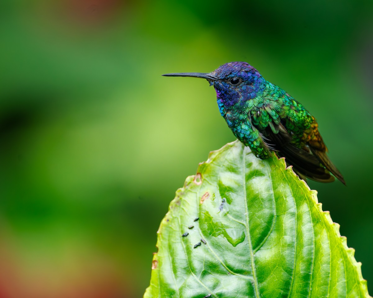 gyllenstjertkolibri - ML647059929