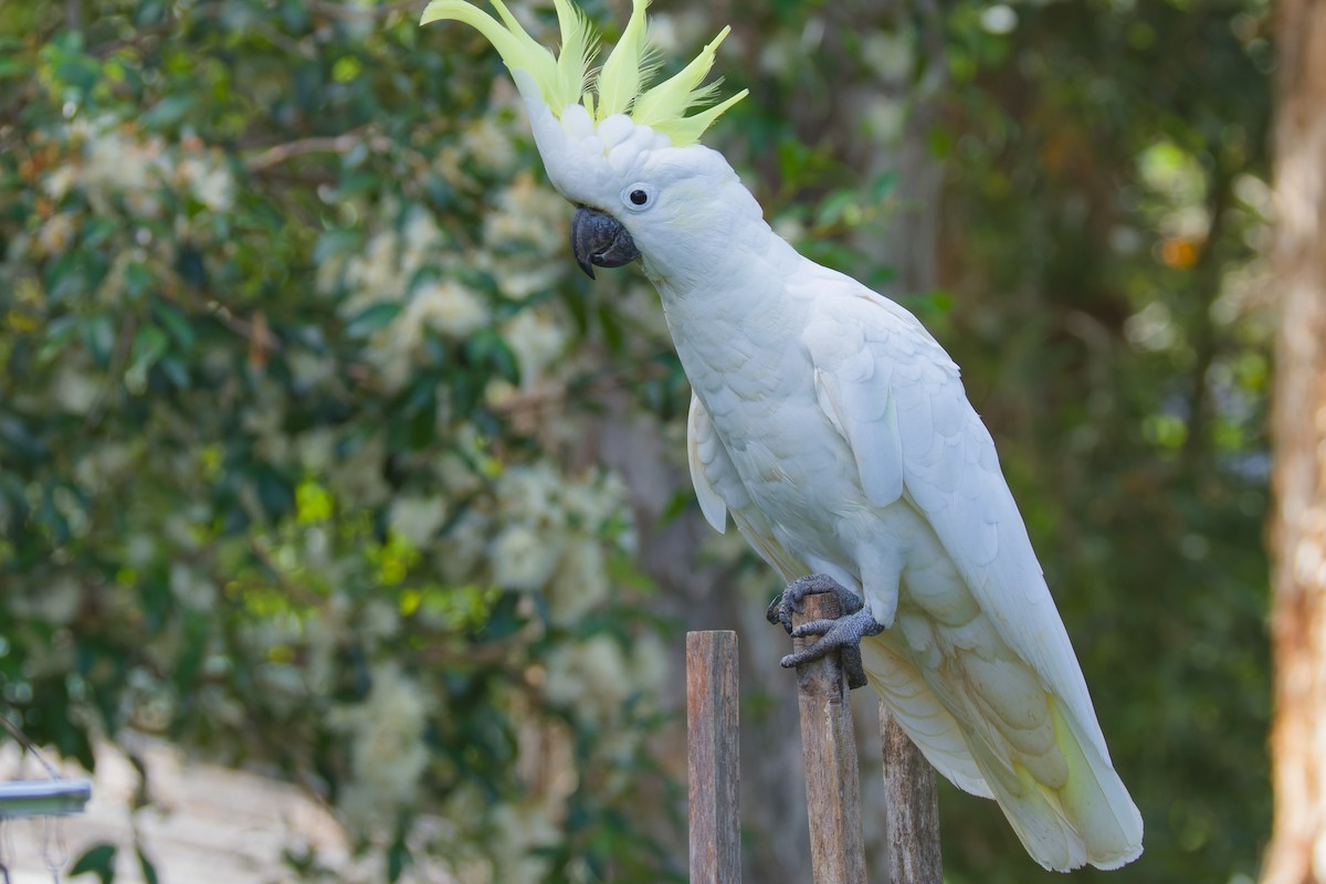 gultoppkakadu - ML647059930