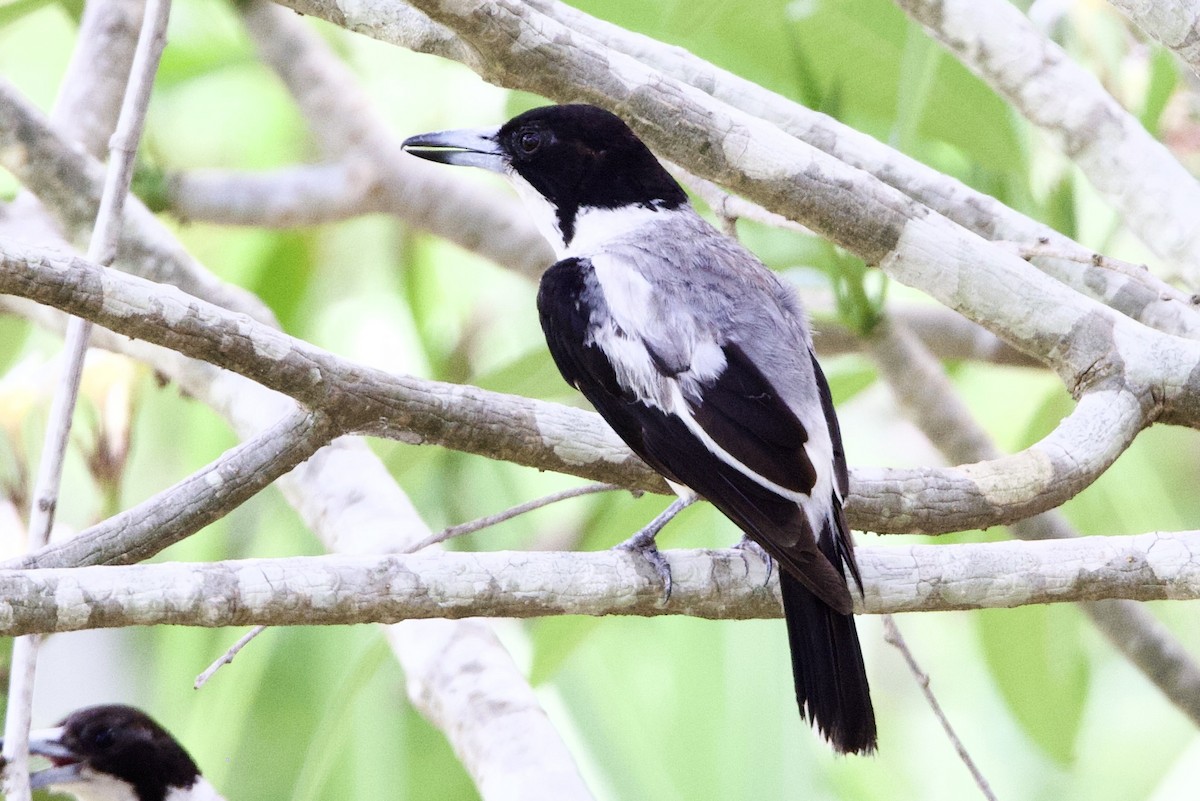 sølvryggslakterfugl - ML647059931