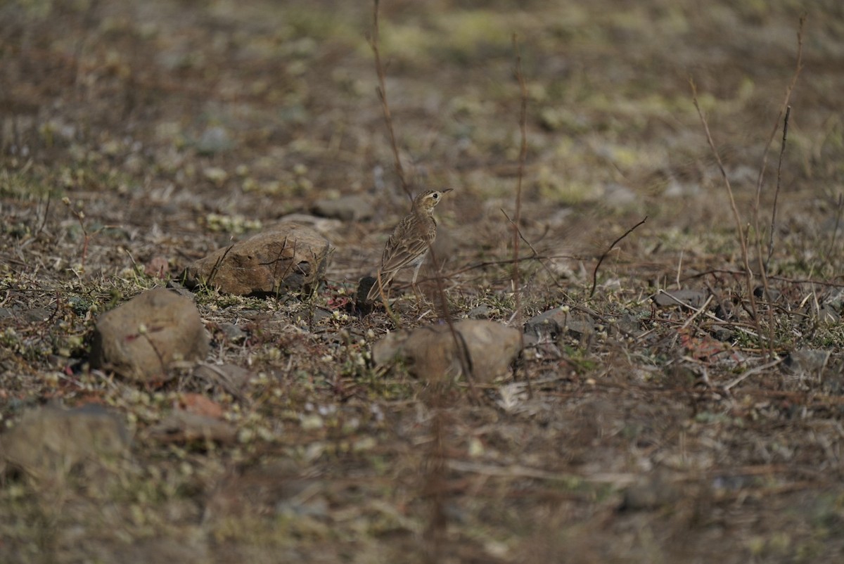 kaneltopplerke - ML647059932