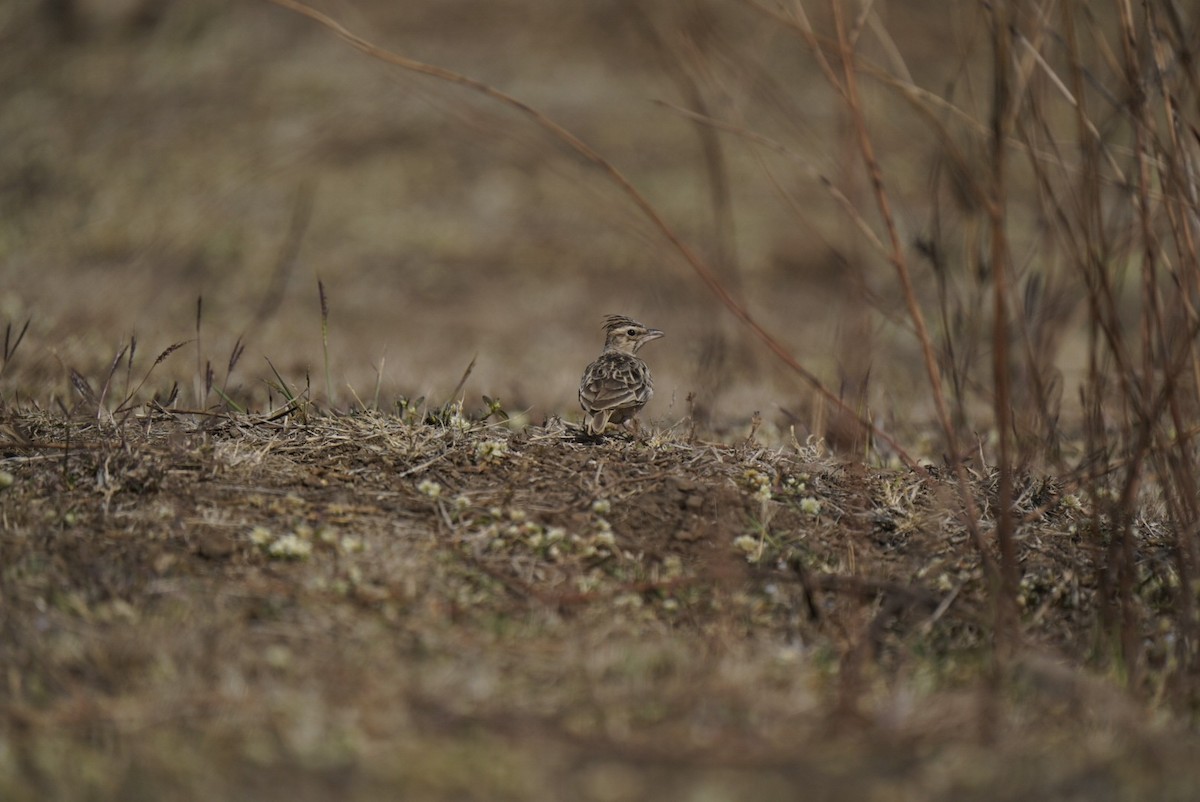 kaneltopplerke - ML647059933