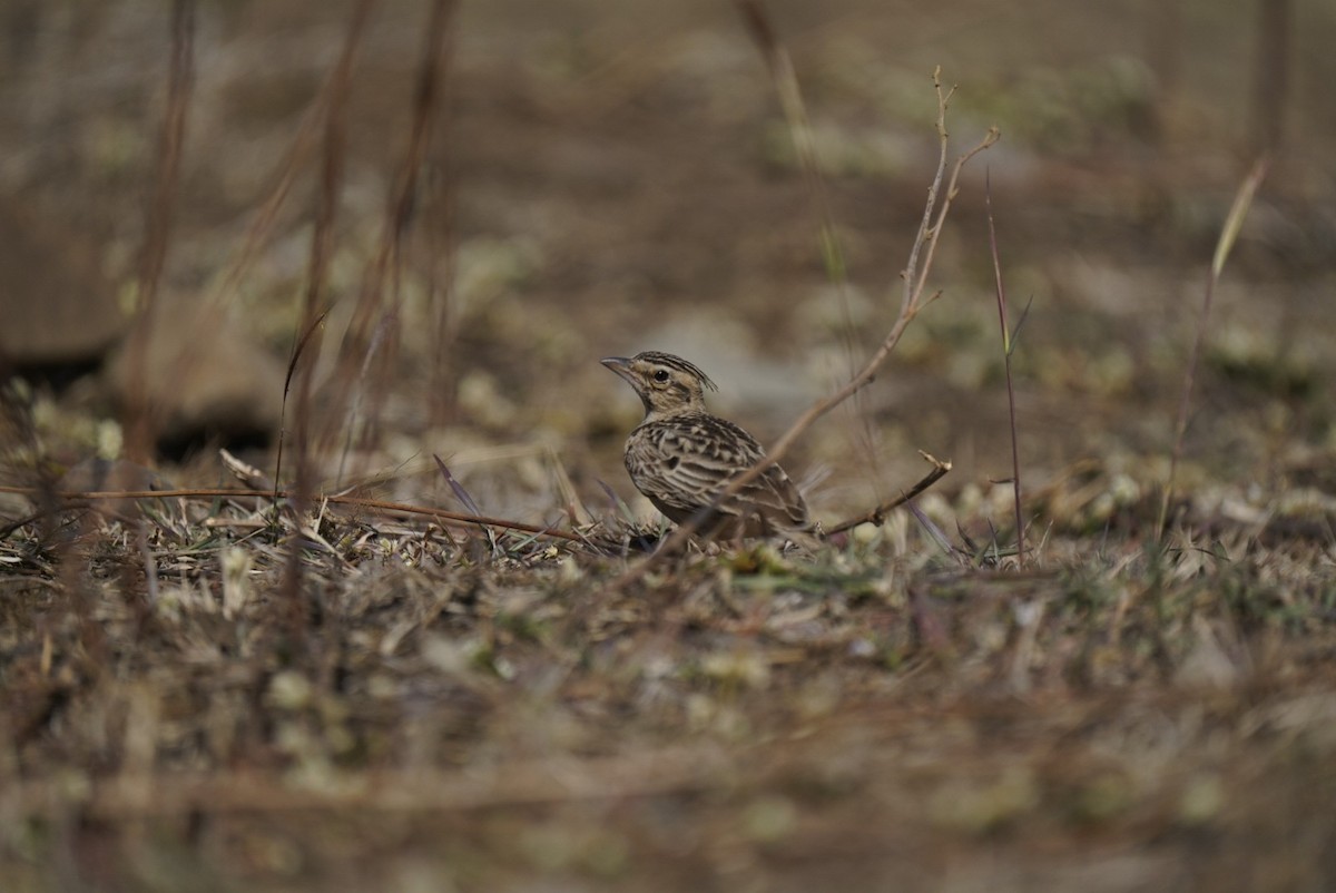 kaneltopplerke - ML647059934