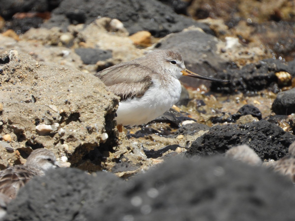 Terek Sandpiper - ML647059936