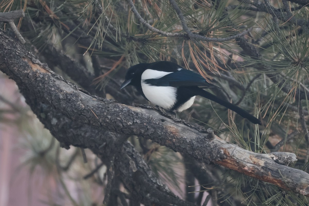 straka americká - ML647059944