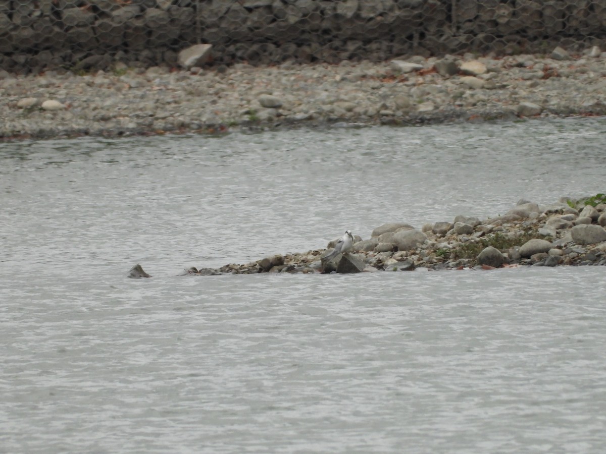 Common Tern - ML647059962