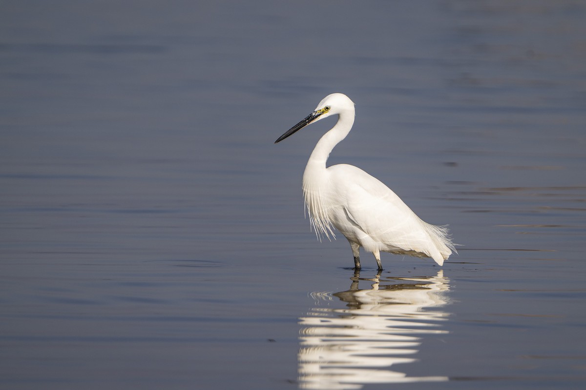 Little Egret - ML647059963