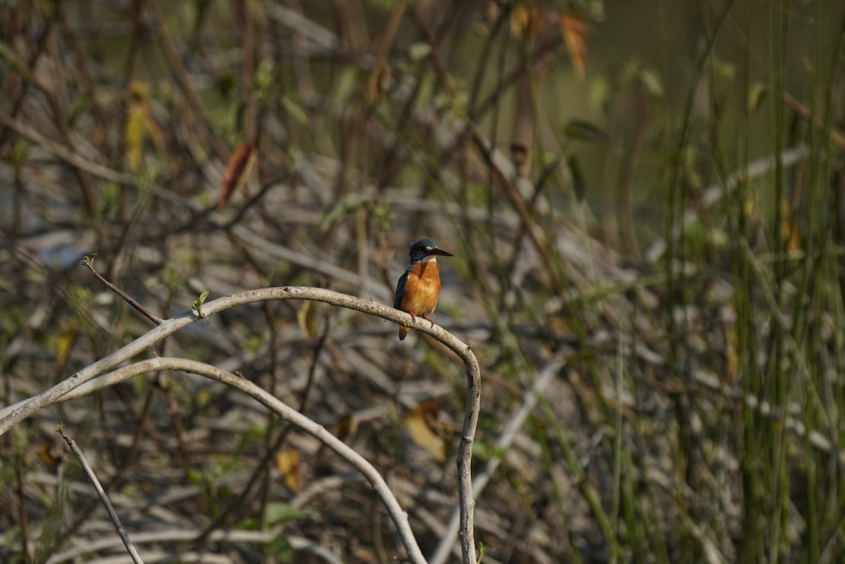Common Kingfisher - ML647059964