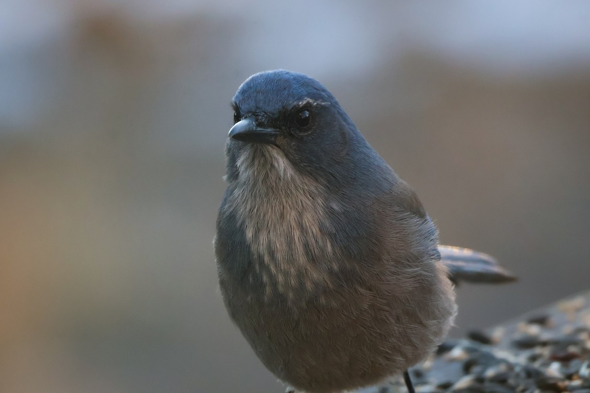 Woodhouse's Scrub-Jay (Woodhouse's) - ML647059965