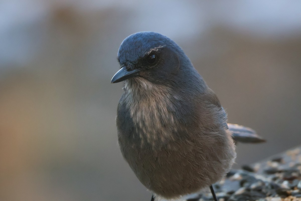 Woodhouse's Scrub-Jay (Woodhouse's) - ML647059966