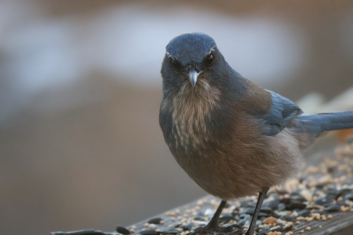 Woodhouse's Scrub-Jay (Woodhouse's) - ML647059967