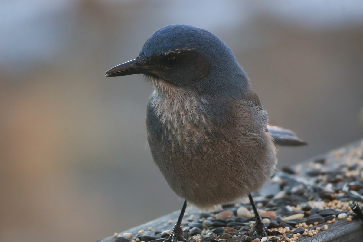Woodhouse's Scrub-Jay (Woodhouse's) - ML647059968