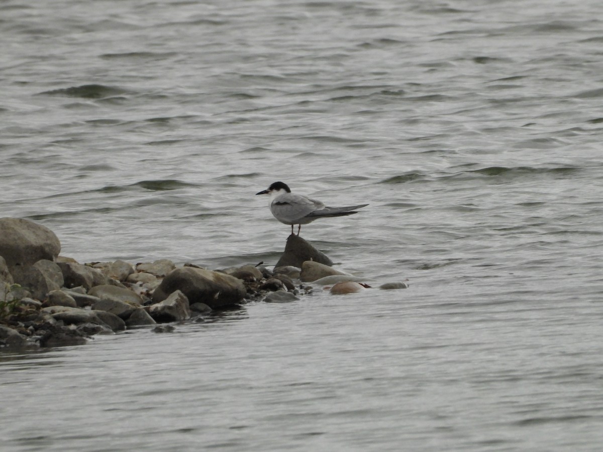 Common Tern - ML647059969