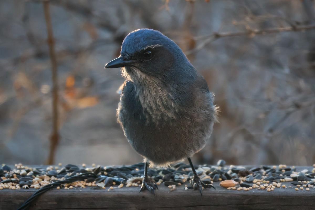 Woodhouse's Scrub-Jay (Woodhouse's) - ML647059970