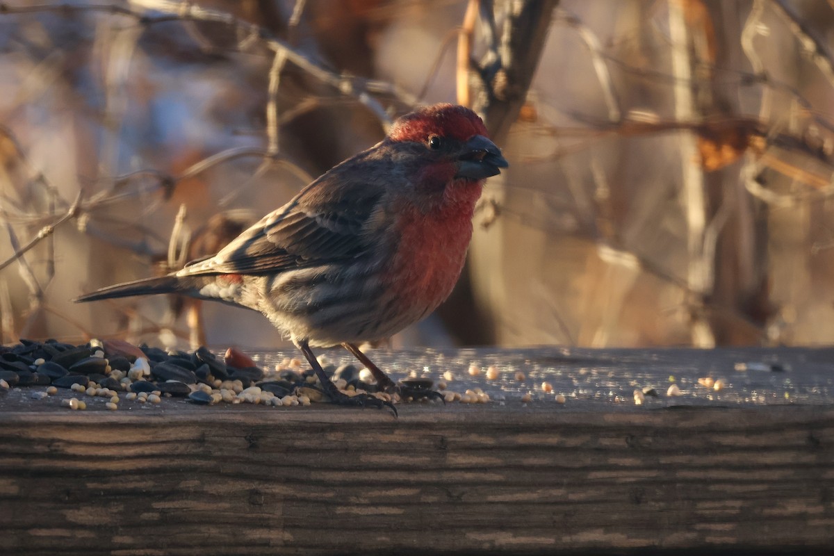 House Finch - ML647059971