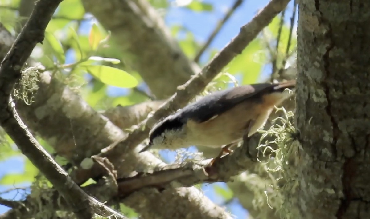 Red-breasted Nuthatch - ML647059972