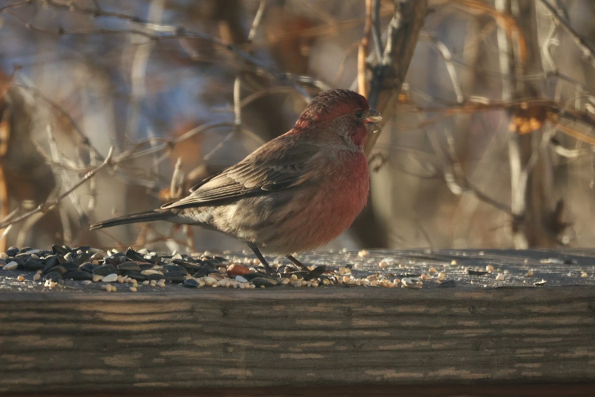 House Finch - ML647059975