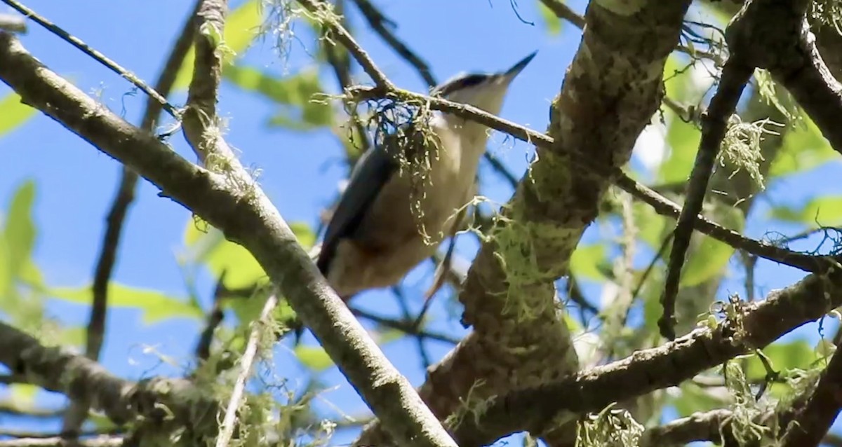 Red-breasted Nuthatch - ML647059976
