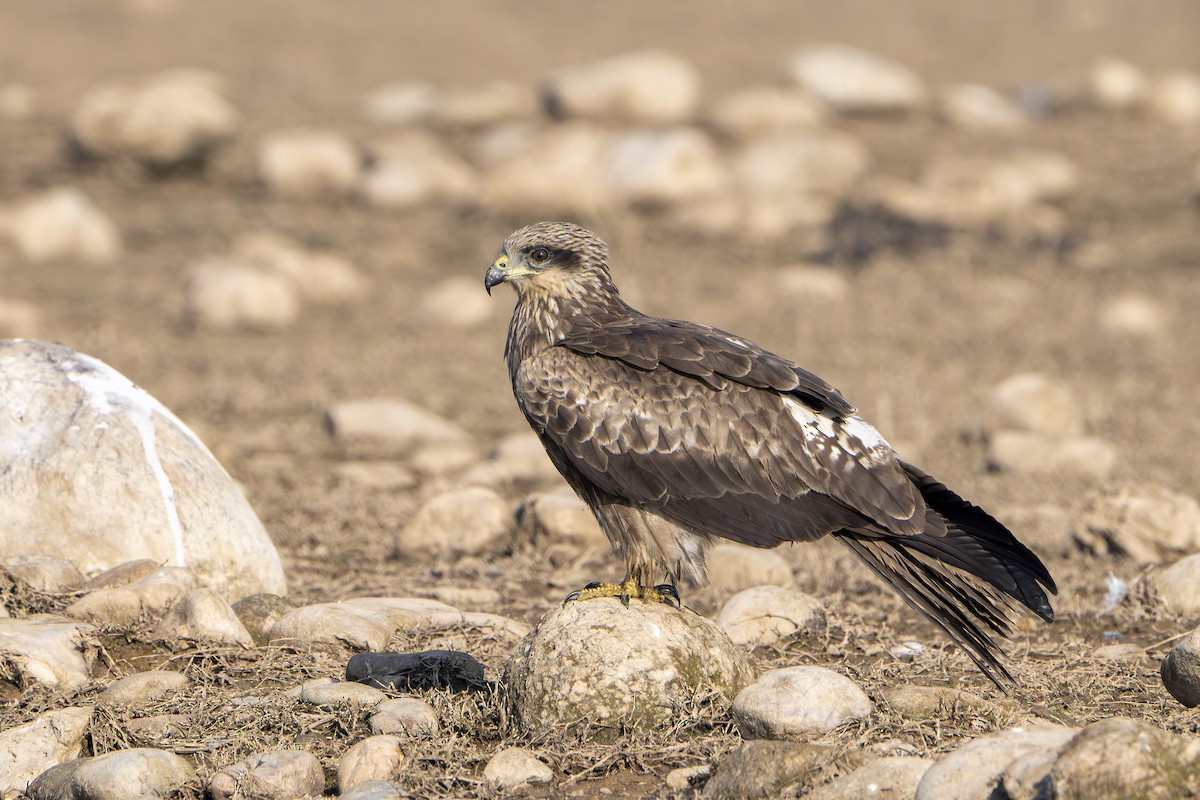 Black Kite (Black-eared) - ML647059979