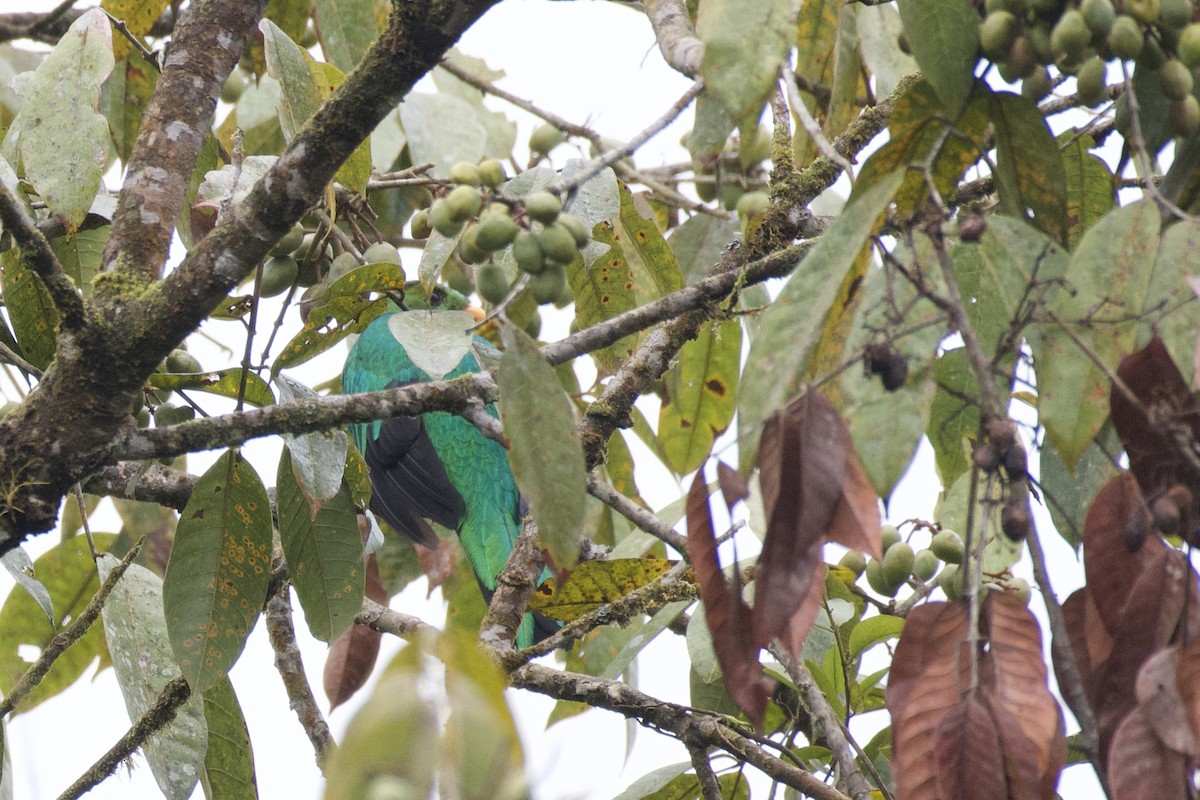 Golden-headed Quetzal - ML647059980