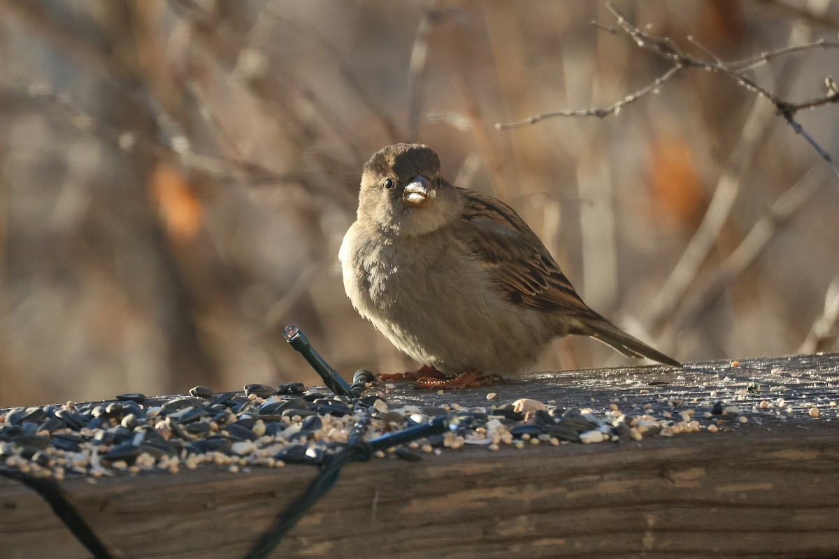 House Sparrow - ML647059981