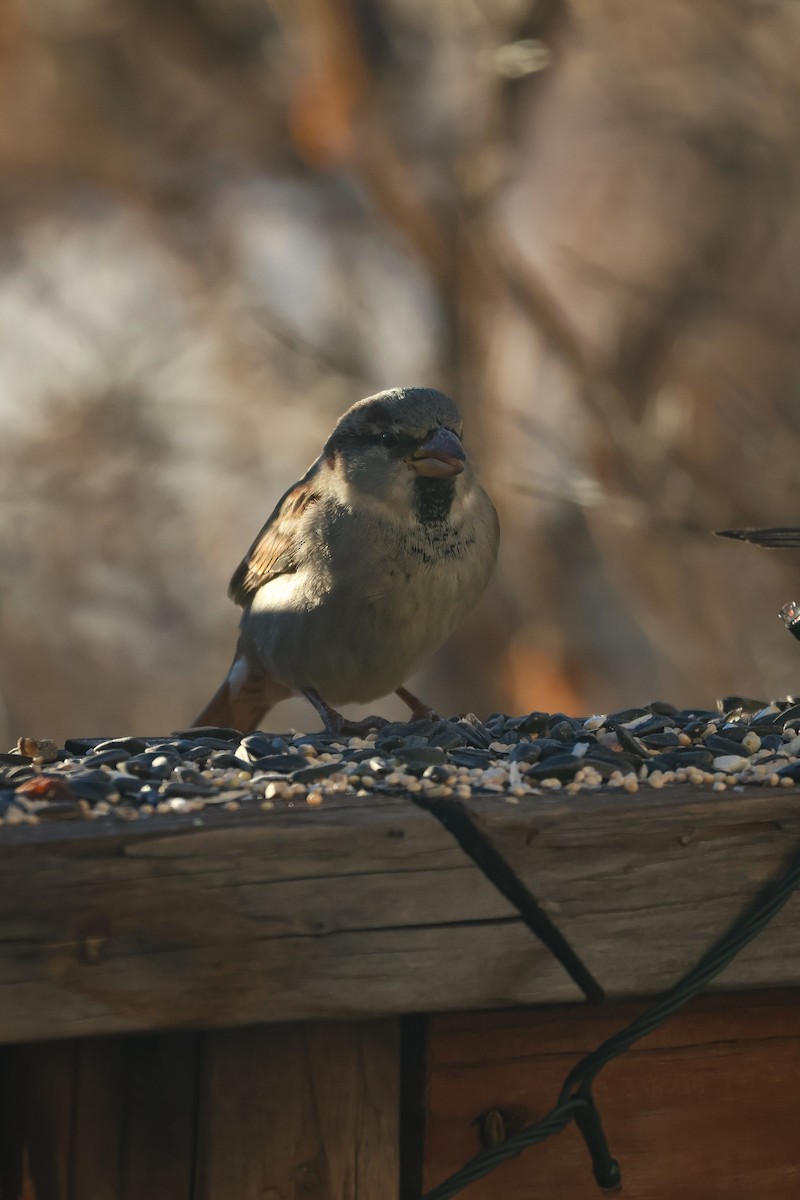 House Sparrow - ML647059982