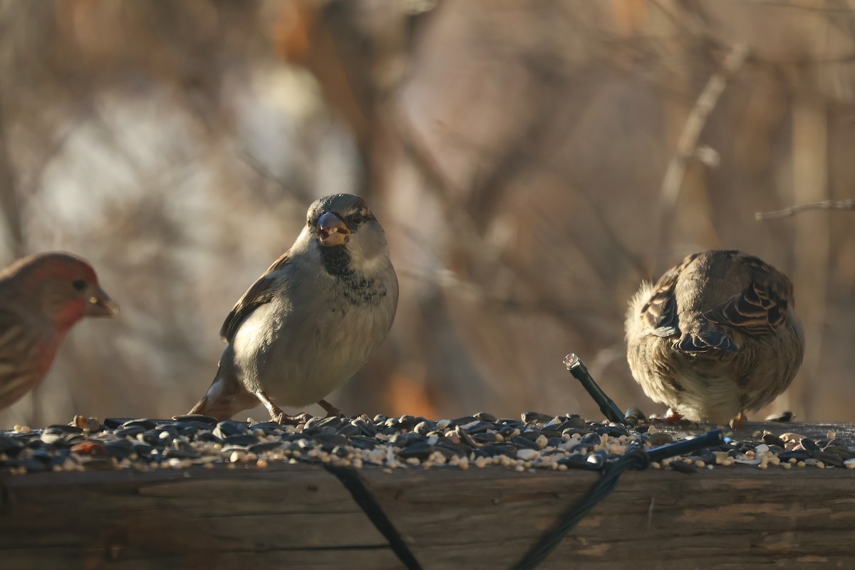 House Sparrow - ML647059983