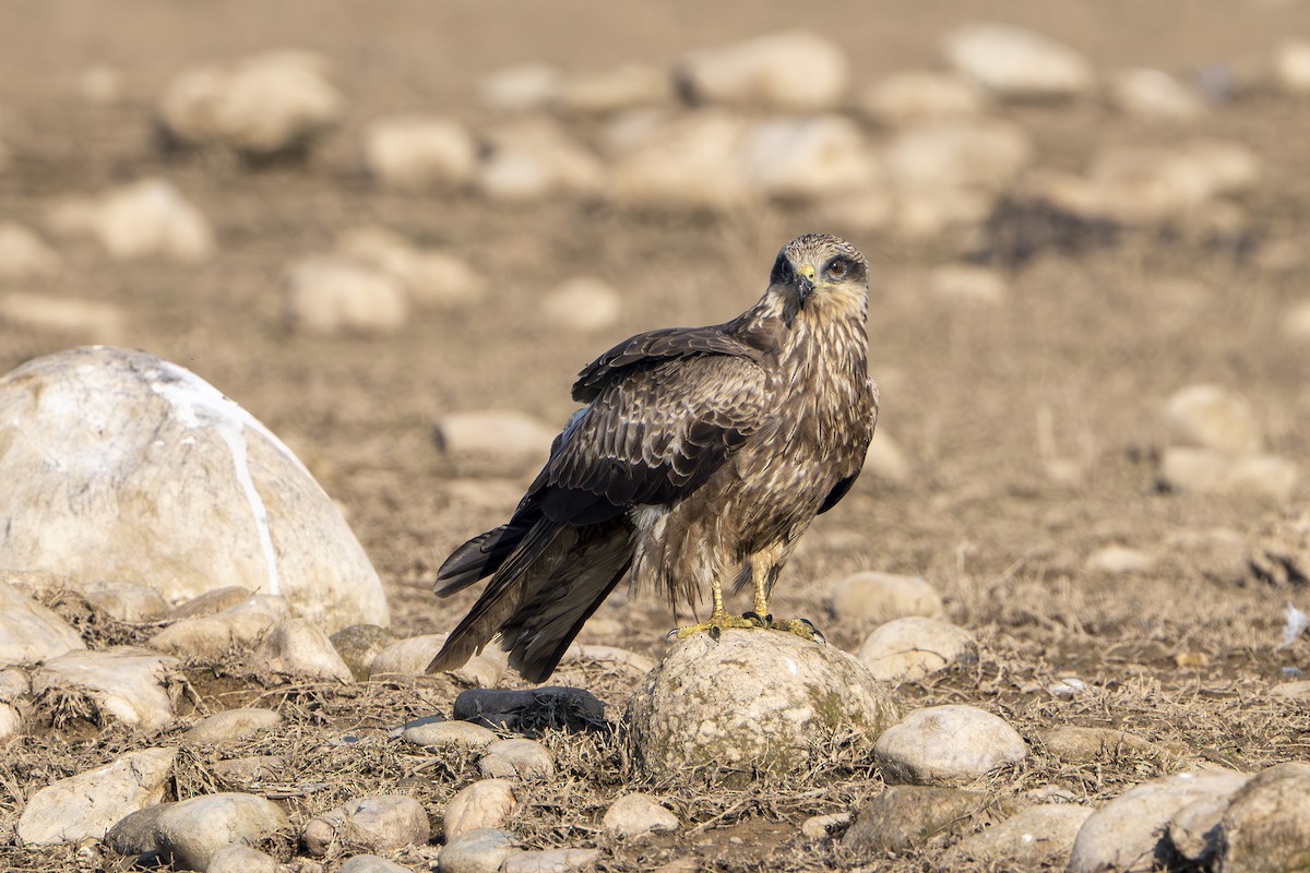 Black Kite (Black-eared) - ML647059985