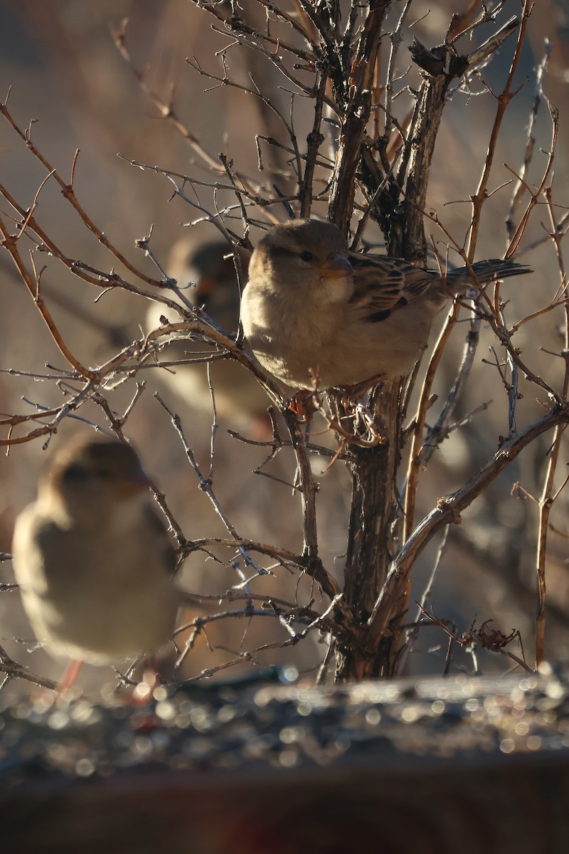House Sparrow - ML647059986