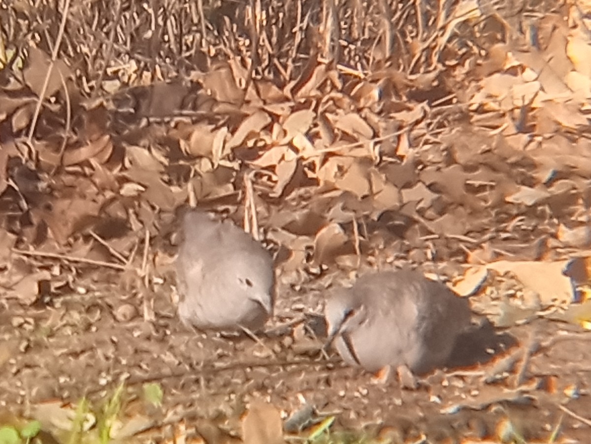 Inca Dove - ML647059990