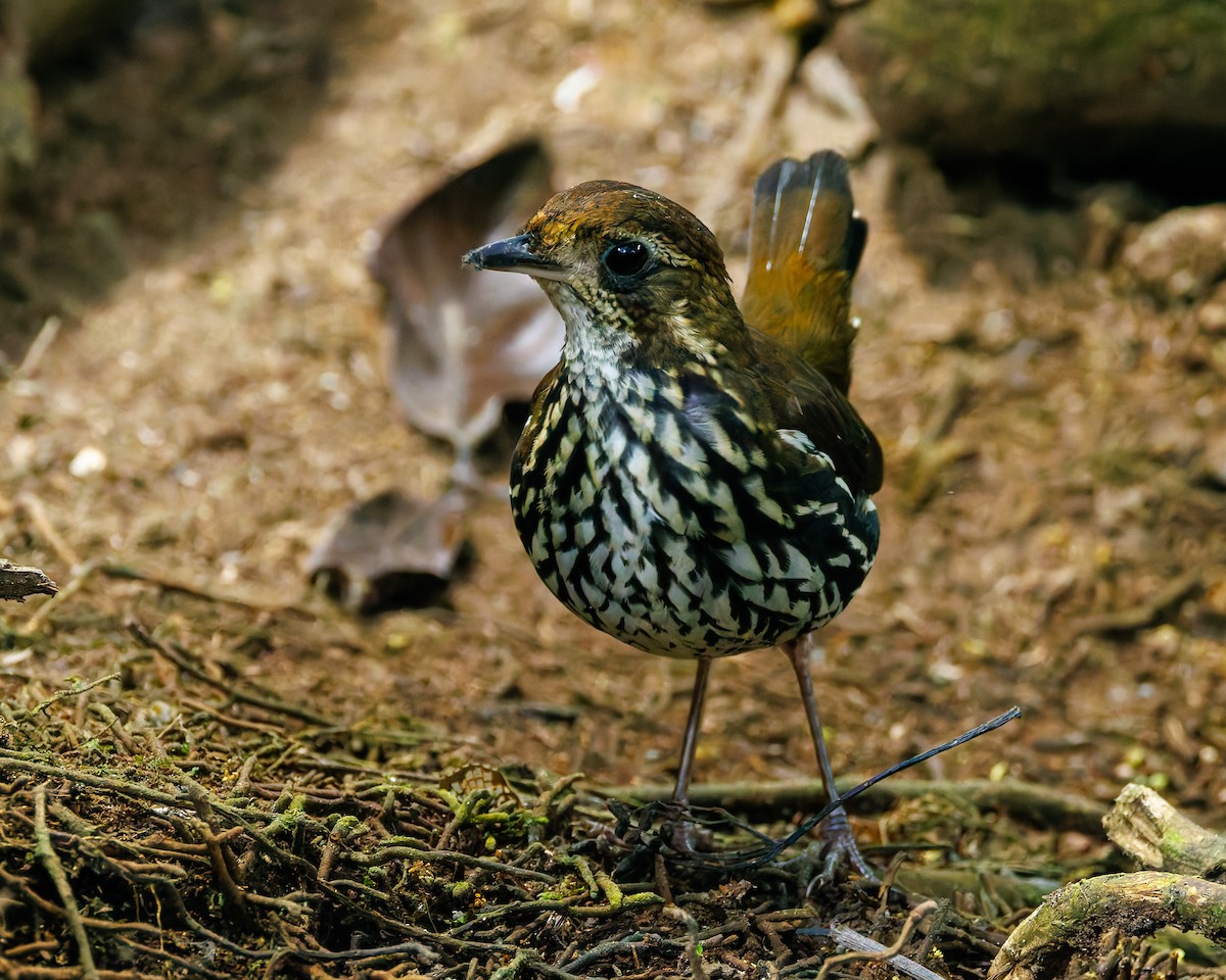 Short-tailed Antthrush - ML647059991