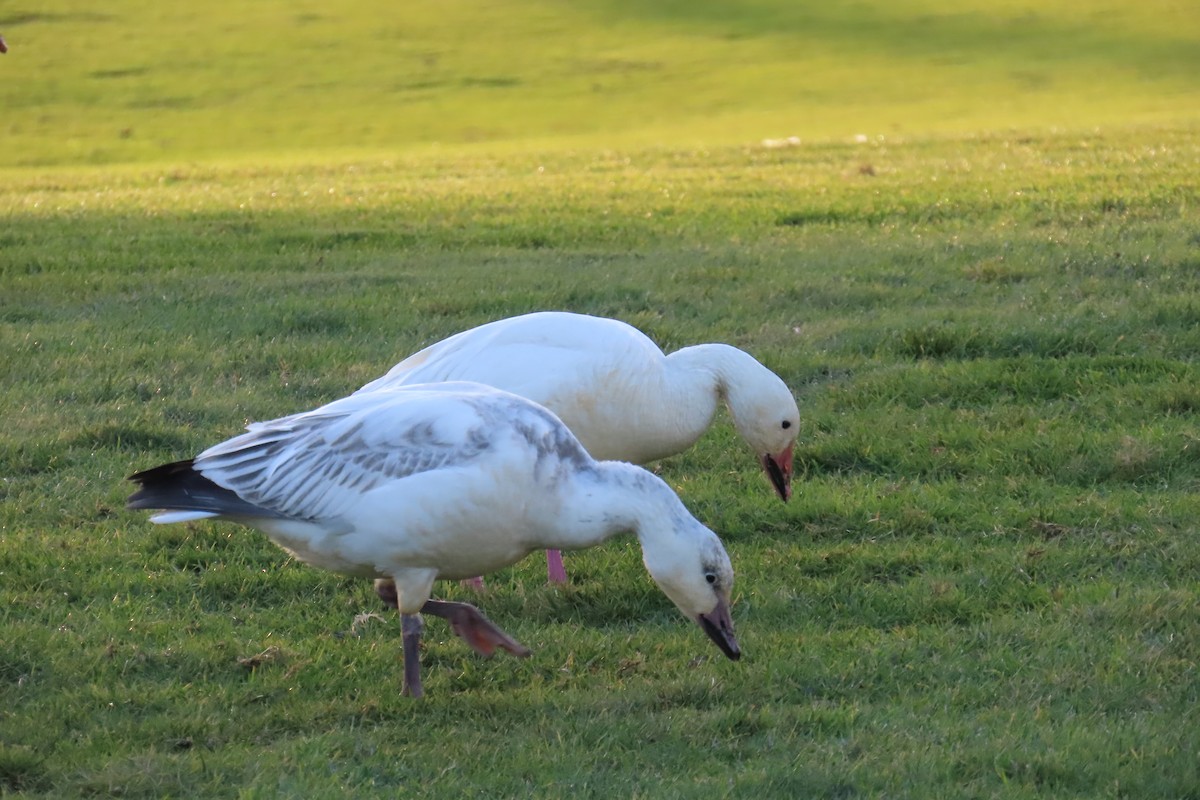 Snow Goose - ML647059992