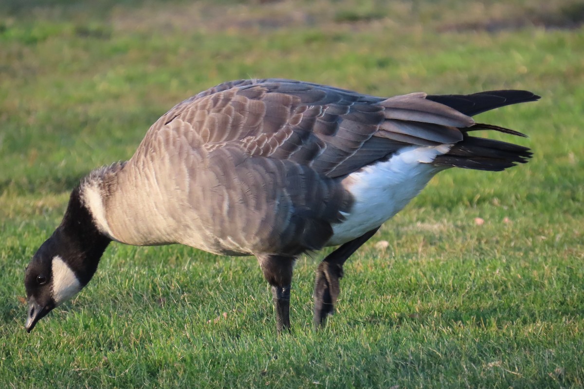Cackling Goose (Aleutian) - ML647059995