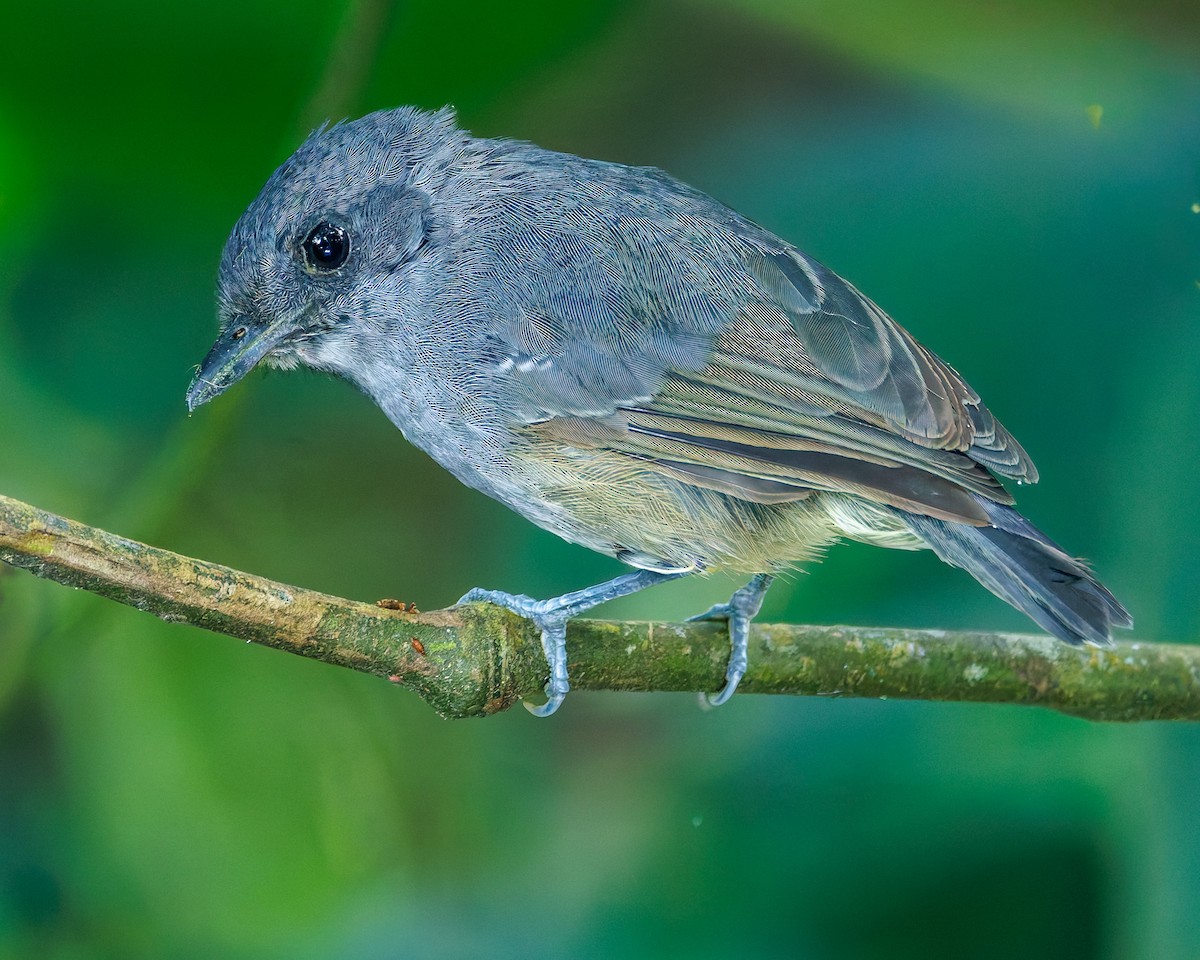 Plain Antvireo - ML647059997